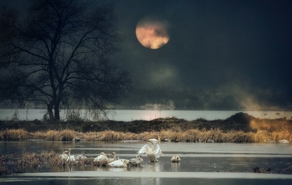 Ночной пейзаж с луной