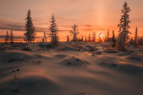 Тундра Архангельская область
