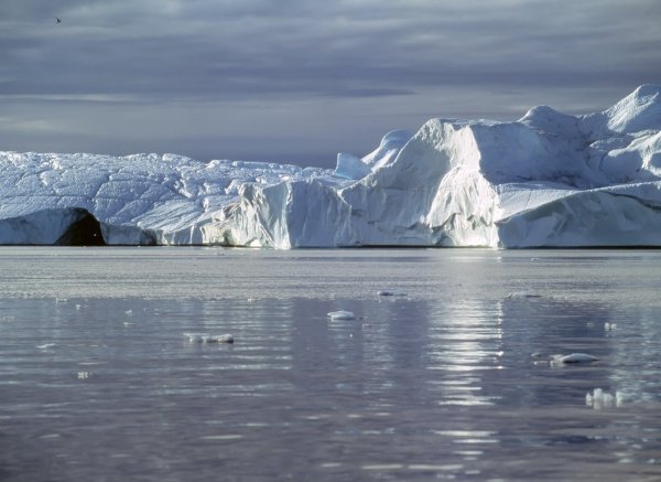 Уоррен Арктика Индия