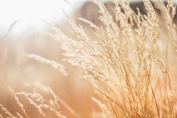 Пейзаж в бежевых тонах