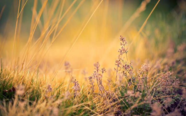 Природа в бежевых тонах