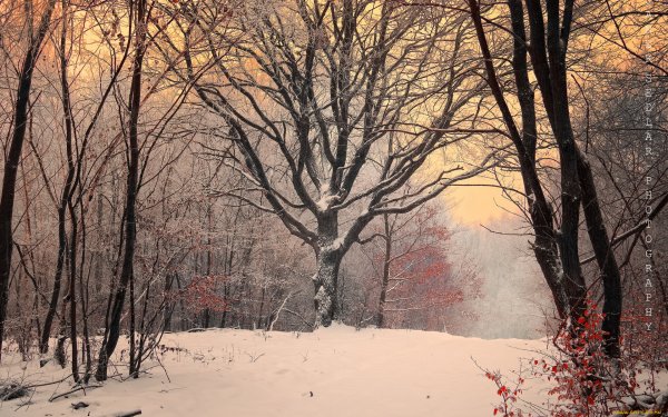 Первый снег в лесу