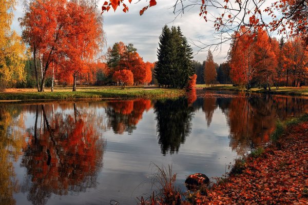 Павловск осень