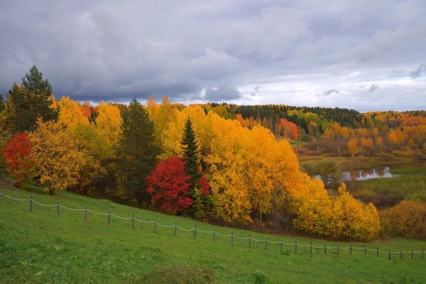 Царское село клены