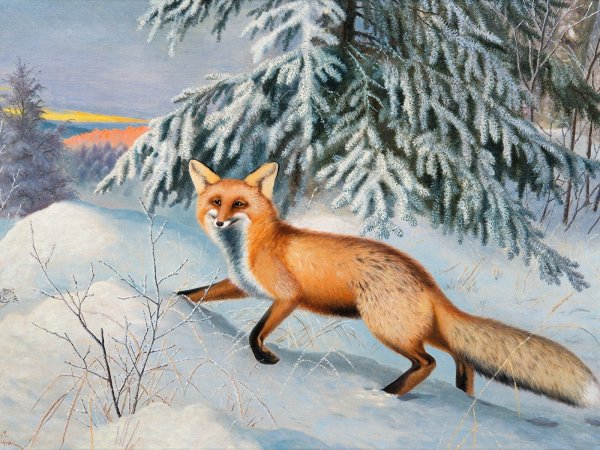 Бруно Лильефорс лиса