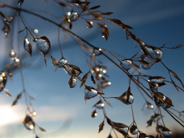 Капель весной