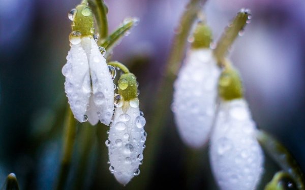 Первоцвет Жасмин