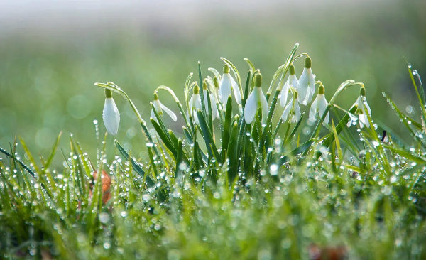 Подснежник снежный