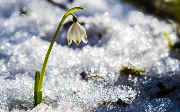 Макросъемка весенней капели