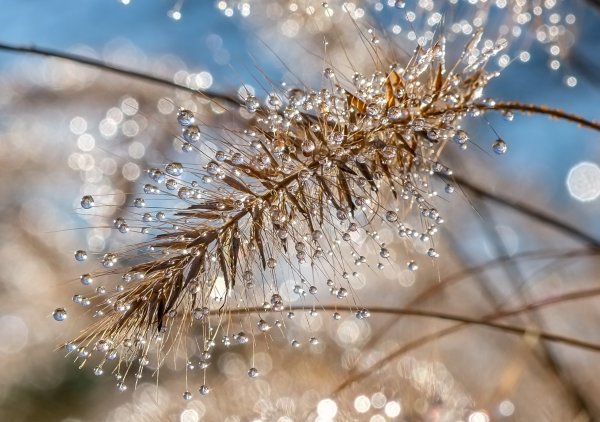 Весенняя капель сосульки