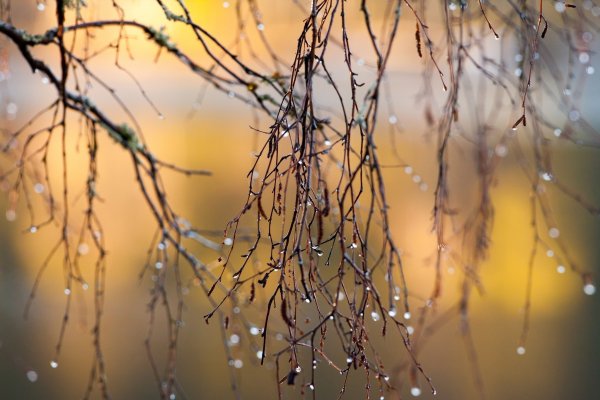 Олег Молчанов сосульки