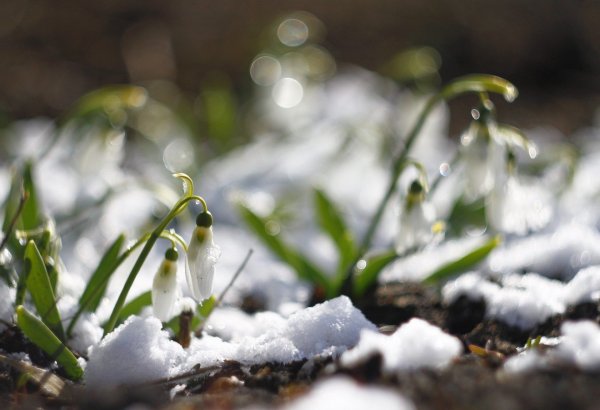 Птичка на вербе