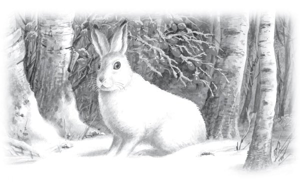 Скребицкий белая шубка