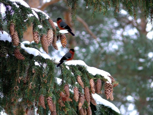 Снегири обои