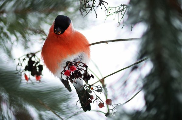 Картинки на рабочий стол Снегири
