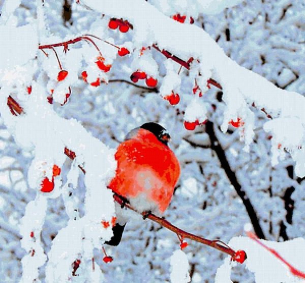 Снегири зимой на снегу