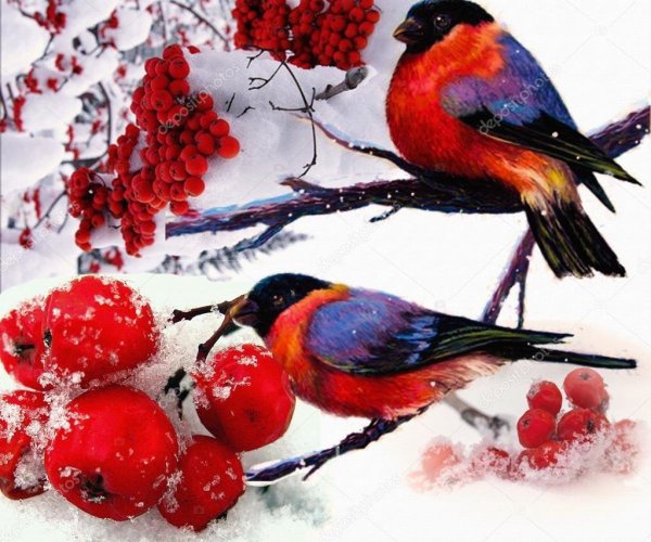 Снегири на рябине зимой