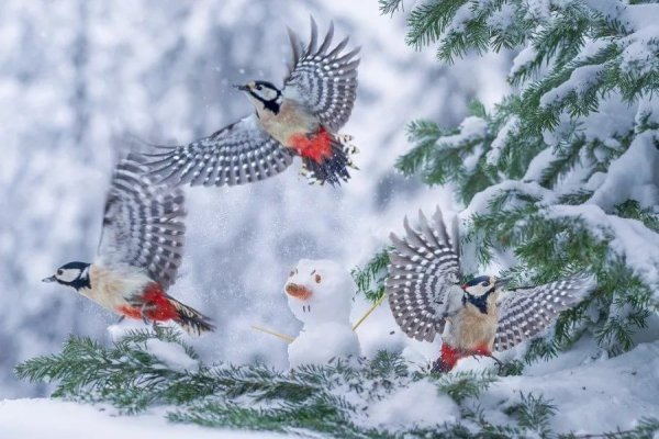 Снегири в зимнем лесу