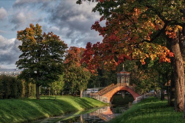 Панорама деревья
