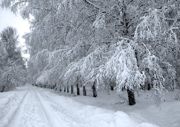 Серебристая зима