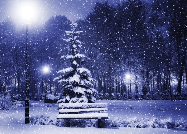 Зимний лес ночью