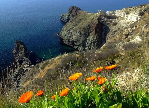 Новый свет Крым Судакские сосны