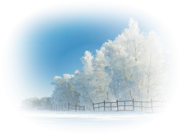 Векторный зимний лес