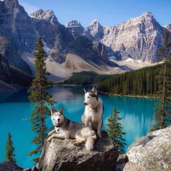 Таёжный волк