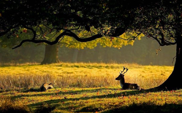 Лошади на рассвете