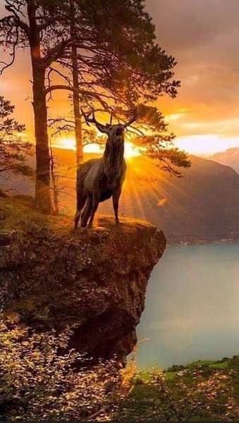 Водопад и животные