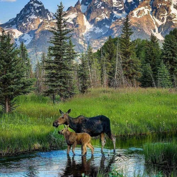 Красивый олень