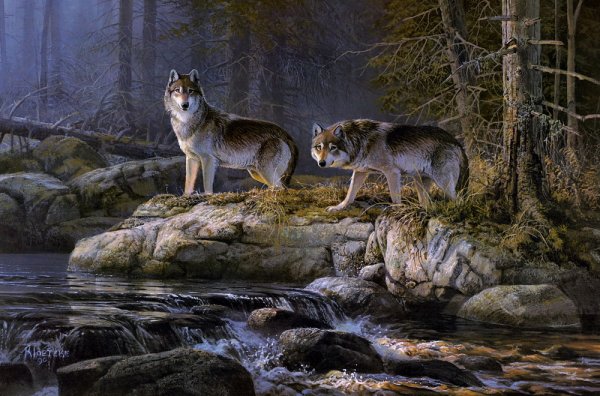 Художник Даррелл Буш птицы