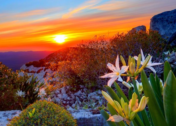 Цветы на закате