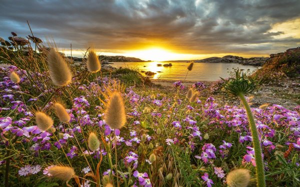 Пейзажи с цветами