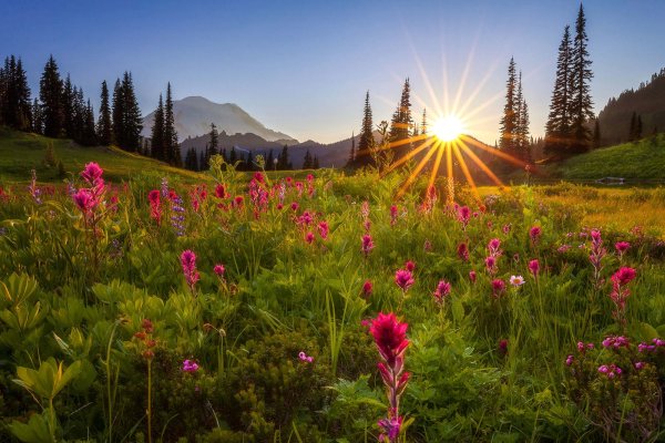 Восход солнца цветы