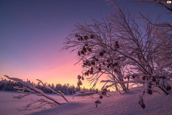Снежный пейзаж