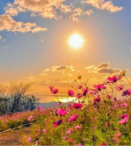 Утренние ромашки