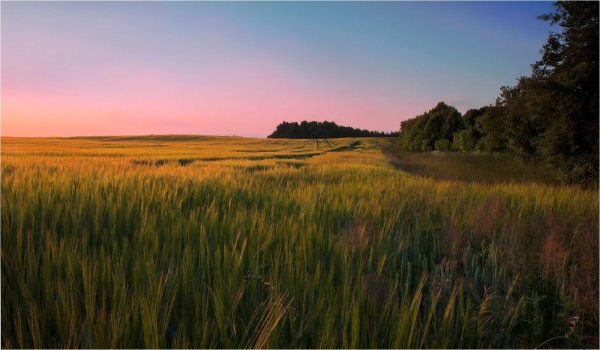 Поля Белоруссии