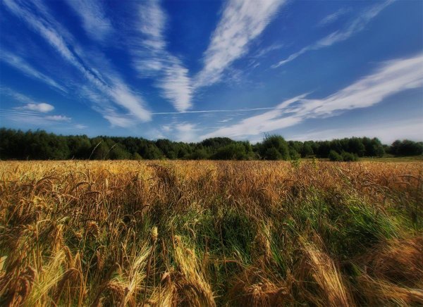 Беларусь Синеокая