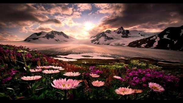 Пейзаж цветы