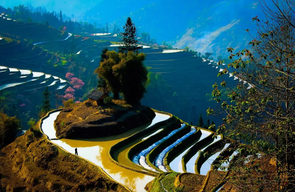 Природа Китая рисовые поля
