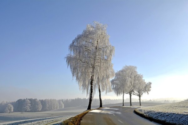 Заснеженные деревья