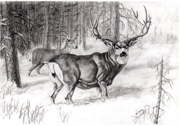 Рисунки для срисовки природа