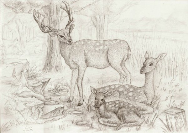 Рисунки карандашом природа