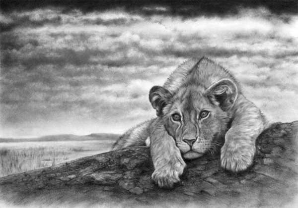 Картинки лошадей карандашом