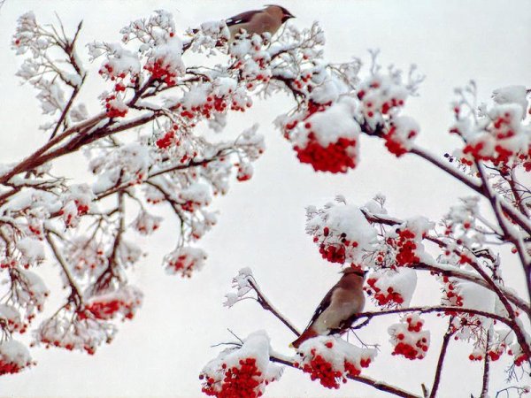 Зима Снегири