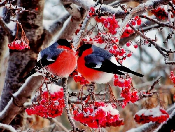 Снегири зимой