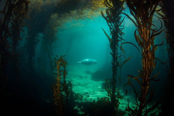 Лес под водой