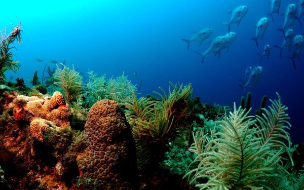 В поисках Немо Марлин