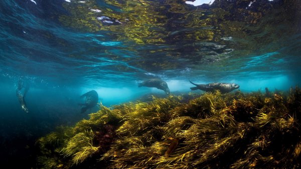 Подводный мир новой Зеландии
